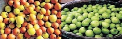 Gavaran bore disappeared Apple bore in place of native bore | गावरान बोरं झाली गायब, देशी बोरांच्या जागी आता...