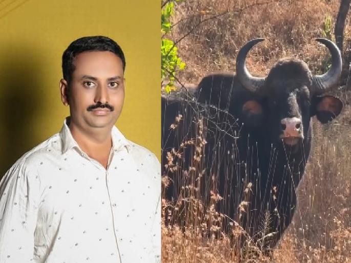 A young man who went to the field for alms was attacked by a gaur in borgaon kolhapur,, the young man was seriously injured. | Kolhapur: शेतात वैरणीसाठी गेलेल्या तरुणावर गव्याचा हल्ला, गंभीर जखमी A young man who went to the field for alms was attacked by a gaur in borgaon kolhapur,, the young man was seriously injured. | Kolhapur: शेतात वैरणीसाठी गेलेल्या तरुणावर गव्याचा हल्ला, गंभीर जखमी