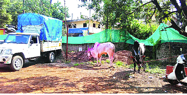 Police came ... run away with the rams! | पोलिस आले... खोंडांसह पळा पळा !