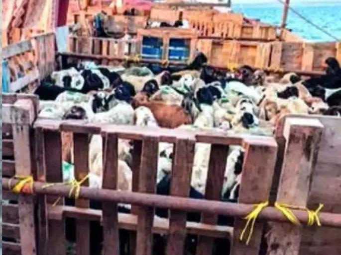 Smuggling boat seized in Ratnagiri, 16 arrested | रत्नागिरीत तस्करी करणारी बोट जप्त, १६ जणांना अटक  Smuggling boat seized in Ratnagiri, 16 arrested | रत्नागिरीत तस्करी करणारी बोट जप्त, १६ जणांना अटक