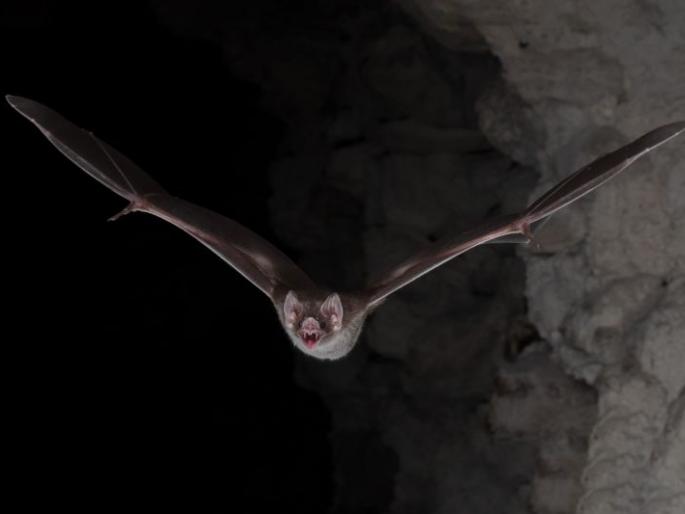 To claim on Bat bird for corona is dangerous | साथीच्या आजारांचे खापर वटवाघुळांवर फोडणे धोकादायक To claim on Bat bird for corona is dangerous | साथीच्या आजारांचे खापर वटवाघुळांवर फोडणे धोकादायक