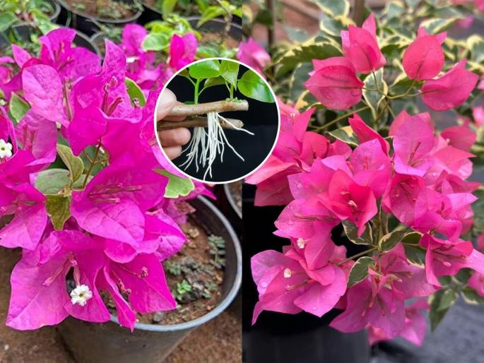 how to grow bougainvillea in pots for maximum flowers best soil mix for bougainvillea in containers balcony gardening tips with bougainvillea | छोट्याशा कुंडीत बोगनवेलियाचं झाड वाढवण्याची सोपी ट्रिक, बाल्कनीत बहरतील रंगबेरंगी फुले