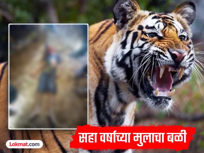 Tiger Attack Gondia: Tiger attacks six-year-old Prajwal while playing outside | Tiger Attack Gondia: घराबाहेर खेळत असतानाच वाघाने घातली झडप, सहा वर्षांचा प्रज्वल ठार Tiger Attack Gondia: Tiger attacks six-year-old Prajwal while playing outside | Tiger Attack Gondia: घराबाहेर खेळत असतानाच वाघाने घातली झडप, सहा वर्षांचा प्रज्वल ठार