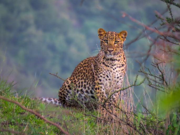 Leopards in Lonar Sarovar area A climate of fear among citizens | लोणार सरोवर परिसरात बिबट्याचा वावर; नागरिकांमध्ये भीतीचे वातावरण Leopards in Lonar Sarovar area A climate of fear among citizens | लोणार सरोवर परिसरात बिबट्याचा वावर; नागरिकांमध्ये भीतीचे वातावरण