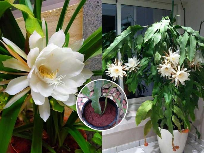 how to make Brahma Kamal plant bloom at home why Brahma Kamal plant dries or doesn’t flower best soil mix for Brahma Kamal in pots | कुंडीतल्या मातीत मिसळा २ गोष्टी-ब्रह्मकमळांनी फुलून जाईल रोप, चुकून कधी सुकणारही नाही how to make Brahma Kamal plant bloom at home why Brahma Kamal plant dries or doesn’t flower best soil mix for Brahma Kamal in pots | कुंडीतल्या मातीत मिसळा २ गोष्टी-ब्रह्मकमळांनी फुलून जाईल रोप, चुकून कधी सुकणारही नाही