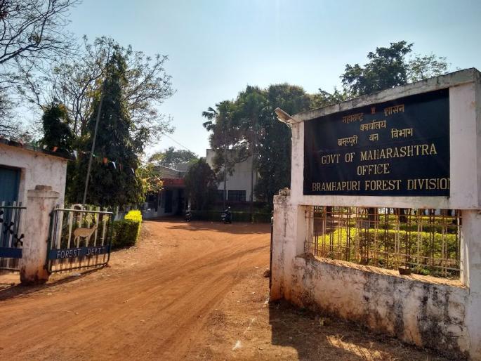 leopard hunting and organ trafficking case : suspicion over forest department | बिबट शिकार व अवयव तस्करी प्रकरण : वनविभागाकडून प्रकरण दडपण्याचा प्रयत्न ? leopard hunting and organ trafficking case : suspicion over forest department | बिबट शिकार व अवयव तस्करी प्रकरण : वनविभागाकडून प्रकरण दडपण्याचा प्रयत्न ?