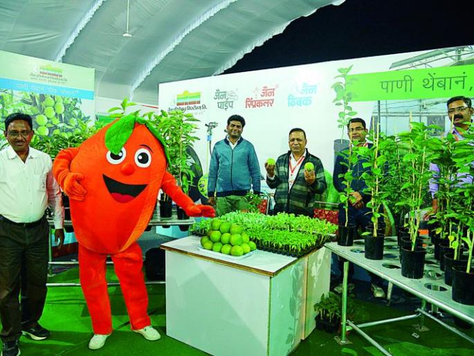 Brazil's Sweet Orange 5's 'Variety' | ब्राझील स्वीट ऑरेंजची पाच ‘व्हेरायटी’ Brazil's Sweet Orange 5's 'Variety' | ब्राझील स्वीट ऑरेंजची पाच ‘व्हेरायटी’