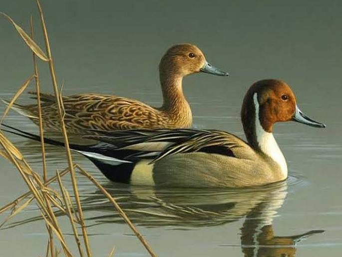 Mainee has no status for bird sanctuary! | मायणीला पक्षी अभयारण्याचा दर्जाच नाही! Mainee has no status for bird sanctuary! | मायणीला पक्षी अभयारण्याचा दर्जाच नाही!