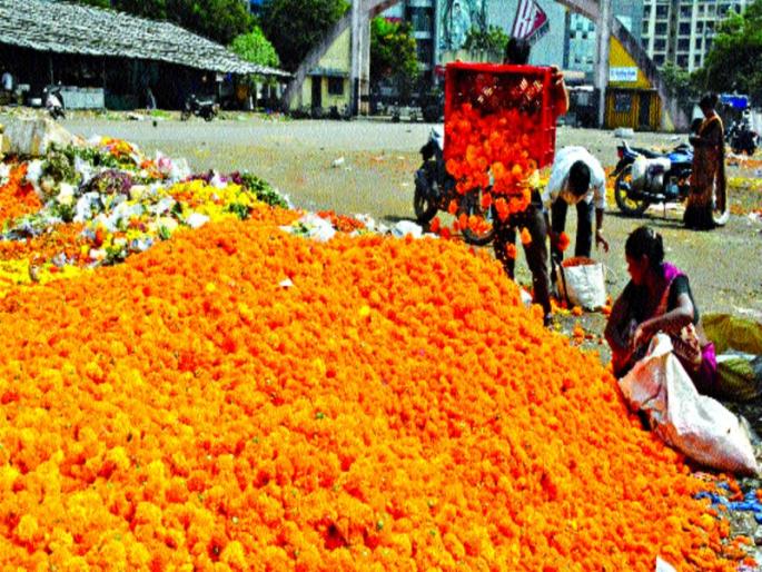 Father's shock: Flowers have disappeared, flowers fall in the trash due to price drop | पितृपक्षाचा फटका :फुले झाली कवडीमोल, भाव घसरल्याने फुले कचऱ्यात Father's shock: Flowers have disappeared, flowers fall in the trash due to price drop | पितृपक्षाचा फटका :फुले झाली कवडीमोल, भाव घसरल्याने फुले कचऱ्यात
