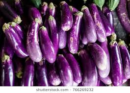 After the tomato, the rate of brinjal dropped again; Vegetable producers in trouble! |  टोमॅटो पाठोपाठ वांग्याचेही दर घसरले; भाजीपाला उत्पादक शेतकरी संकटात!