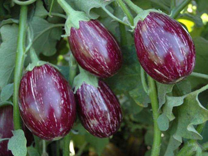 price of brinjal increased in jalgaon | जळगावात वांग्याचे दर वाढले price of brinjal increased in jalgaon | जळगावात वांग्याचे दर वाढले
