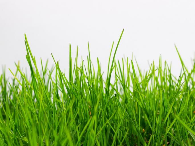 The weight of the garden inspector on the fourth grade employee | चतुर्थश्रेणी कर्मचाºयाच्या माथी उद्यान निरीक्षकाचा भार  The weight of the garden inspector on the fourth grade employee | चतुर्थश्रेणी कर्मचाºयाच्या माथी उद्यान निरीक्षकाचा भार