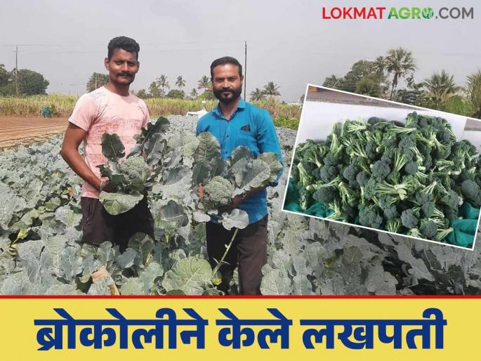Taking his first step in agriculture, he cultivated this exotic crop; after deducting expenses, he earned an income of three lakhs | शेतीमध्ये पहिलेच पाऊल टाकत केली या विदेशी पिकाची लागवड; खर्च वजा जाता तीन लाखांचे उत्पन्न Taking his first step in agriculture, he cultivated this exotic crop; after deducting expenses, he earned an income of three lakhs | शेतीमध्ये पहिलेच पाऊल टाकत केली या विदेशी पिकाची लागवड; खर्च वजा जाता तीन लाखांचे उत्पन्न