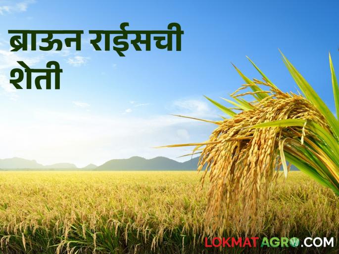 Latest News tribal farmers of Nandurbar district still cultivate brown rice why see reason | Brown Rice : नंदुरबार जिल्ह्यातील आदिवासी शेतकरी आजही ब्राऊन राईसची शेती करतात? कारण.....  Latest News tribal farmers of Nandurbar district still cultivate brown rice why see reason | Brown Rice : नंदुरबार जिल्ह्यातील आदिवासी शेतकरी आजही ब्राऊन राईसची शेती करतात? कारण.....