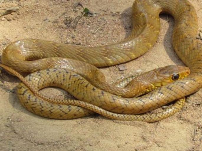 Baba Rai Baba, Chawla serpent in the court | बाप रे बाप, कोर्टातील न्यायाधीशांनाच चावला साप Baba Rai Baba, Chawla serpent in the court | बाप रे बाप, कोर्टातील न्यायाधीशांनाच चावला साप