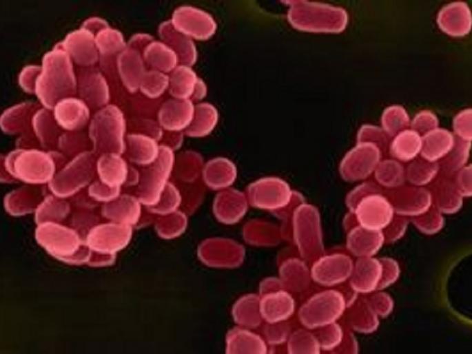 A patient was diagnosed with brucellosis in Nagpur | नागपुरात ‘ब्रुसेलोसिस’चा आढळला रुग्ण; शासकीय दरबारी अद्यापही नोंद नाही A patient was diagnosed with brucellosis in Nagpur | नागपुरात ‘ब्रुसेलोसिस’चा आढळला रुग्ण; शासकीय दरबारी अद्यापही नोंद नाही