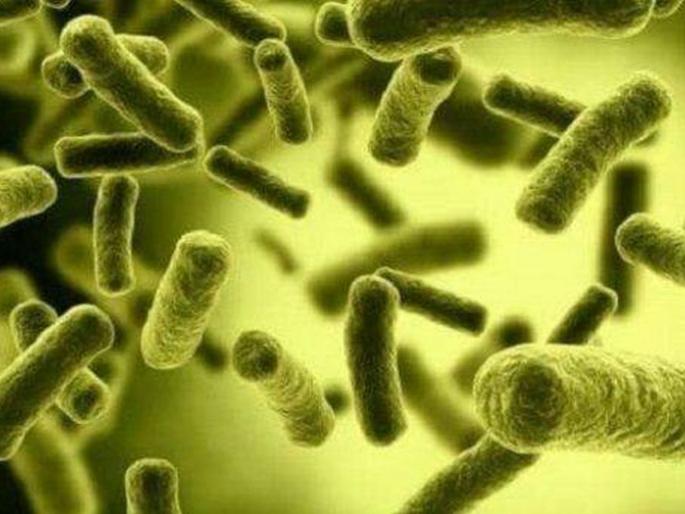 Brucellosis has already entered India: Are we headed towards another pandemic? | कोरोनानंतर आता ब्रुसेलोसिसचा भारतात शिरकाव; दुसऱ्या महारोगराईचा धोका?