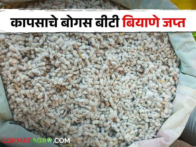 Cotton Seed Bogus BT cotton seeds worth 75 thousand rupees seized from Akot tahsil | Cotton Seed अकोट तालुक्यातून ७५ हजार रुपयांचे बोगस बीटी कापसाचे बियाणे जप्त Cotton Seed Bogus BT cotton seeds worth 75 thousand rupees seized from Akot tahsil | Cotton Seed अकोट तालुक्यातून ७५ हजार रुपयांचे बोगस बीटी कापसाचे बियाणे जप्त