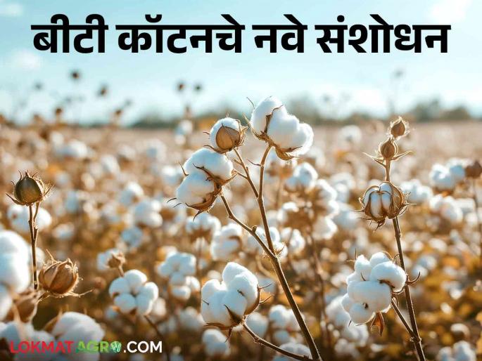 BT Cotton: 'This' new improved variety of BT cotton in the market; It will be beneficial to increase production | BT Cotton : बीटी कॉटनचे 'हे' नवे संशोधित वाण बाजारात; उत्पादन वाढीसाठी होणार फायदा BT Cotton: 'This' new improved variety of BT cotton in the market; It will be beneficial to increase production | BT Cotton : बीटी कॉटनचे 'हे' नवे संशोधित वाण बाजारात; उत्पादन वाढीसाठी होणार फायदा