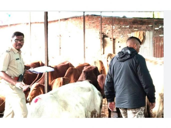 163 cattle brought for slaughter in Amravati released, 11 accused in custody | तस्करी, कत्तल रोखली; १६३ गोवंशाची सुटका, ११ आरोपी ताब्यात 163 cattle brought for slaughter in Amravati released, 11 accused in custody | तस्करी, कत्तल रोखली; १६३ गोवंशाची सुटका, ११ आरोपी ताब्यात