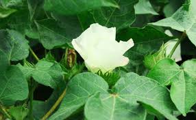 B. T. Loss of cotton in cotton, loss of vertical cotton crop of 40 lakh hectare in Maharashtra | बी. टी. कापसावर गुलाबीअळीचा प्रादुर्भाव, महाराष्ट्रात ४० लाख हेक्टरमधील उभ्या कापसाच्या पिकाची नासाडी