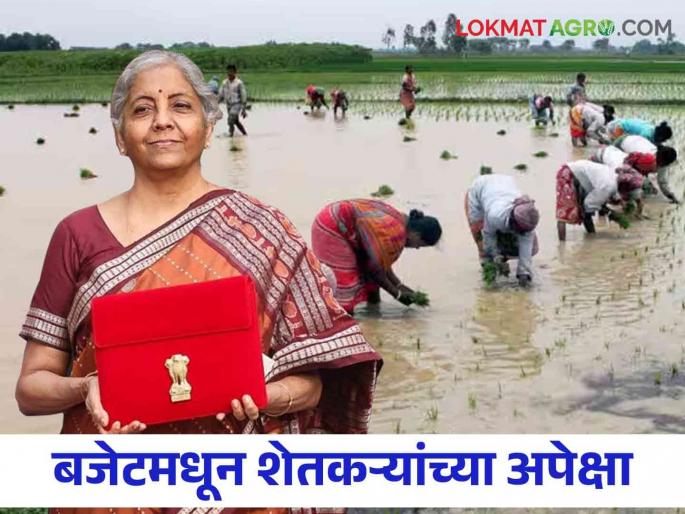 Latest news Union Budget 2024 Know in detail what farmers really want from Union Budget 2024 | Union Budget 2024 : केंद्रीय अर्थसंकल्पातून शेतकऱ्यांना नेमकं काय हवंय, जाणून घ्या सविस्तर  Latest news Union Budget 2024 Know in detail what farmers really want from Union Budget 2024 | Union Budget 2024 : केंद्रीय अर्थसंकल्पातून शेतकऱ्यांना नेमकं काय हवंय, जाणून घ्या सविस्तर