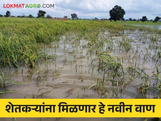 Union Budget 2024: Bringing Climate Change Resilient Varieties to Farmers | Union Budget 2024: शेतकऱ्यांसाठी आणणार हवामान बदलाला सक्षम वाण Union Budget 2024: Bringing Climate Change Resilient Varieties to Farmers | Union Budget 2024: शेतकऱ्यांसाठी आणणार हवामान बदलाला सक्षम वाण