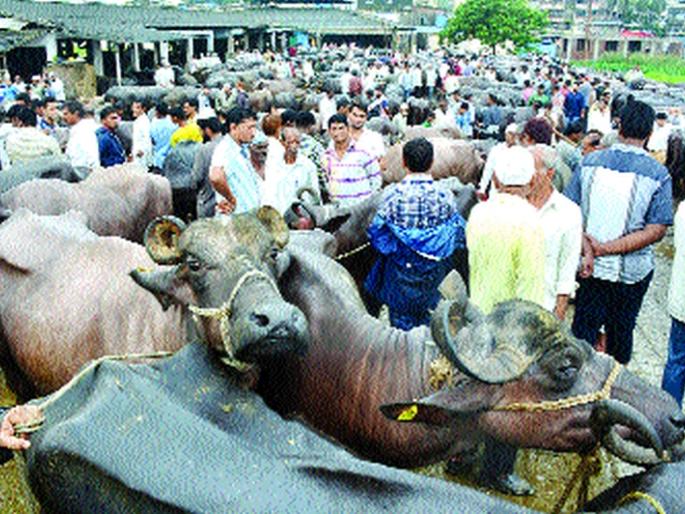 Indian variety divergence from welfare to welfare | शेतमालातून कल्याणमध्ये अवतरली भारतीय विविधता Indian variety divergence from welfare to welfare | शेतमालातून कल्याणमध्ये अवतरली भारतीय विविधता