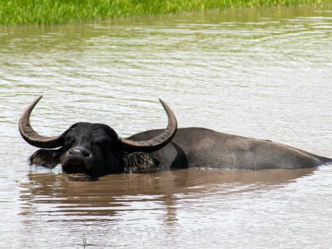 Kozhikode fishermen rescue buffalo stranded 8 km offshore | आठ किलोमीटर खोल समुद्रात अडकलेली म्हैस, मच्छीमारांनी केले तब्बल ७ तास प्रयत्न पण... Kozhikode fishermen rescue buffalo stranded 8 km offshore | आठ किलोमीटर खोल समुद्रात अडकलेली म्हैस, मच्छीमारांनी केले तब्बल ७ तास प्रयत्न पण...