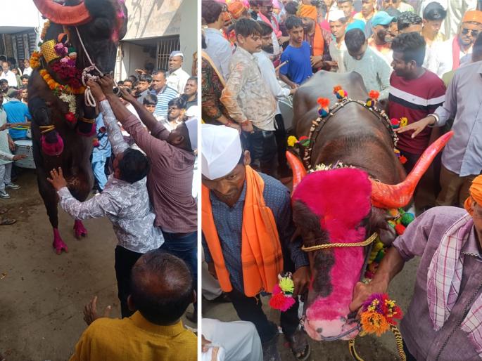 The 111th anniversary of the Buffalo Sagar Festival a lot of excitement, some even got angry | १११ वर्षांच्या सगर महोत्सवात हेल्यांचा थाट, कसरती केल्या, काही रूसलेही The 111th anniversary of the Buffalo Sagar Festival a lot of excitement, some even got angry | १११ वर्षांच्या सगर महोत्सवात हेल्यांचा थाट, कसरती केल्या, काही रूसलेही