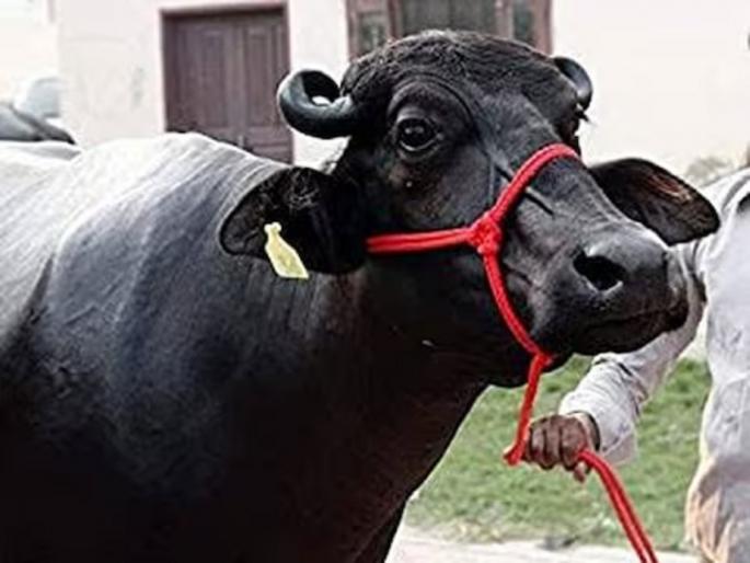 gwalior nagar nigam confiscated buffalo for defecating on Road and imposed fine of rs 9 thousand rupees | म्हशीमुळे मालकाला भरावा लागला ९ हजार रुपयांचा दंड; असं काय घडलं? gwalior nagar nigam confiscated buffalo for defecating on Road and imposed fine of rs 9 thousand rupees | म्हशीमुळे मालकाला भरावा लागला ९ हजार रुपयांचा दंड; असं काय घडलं?