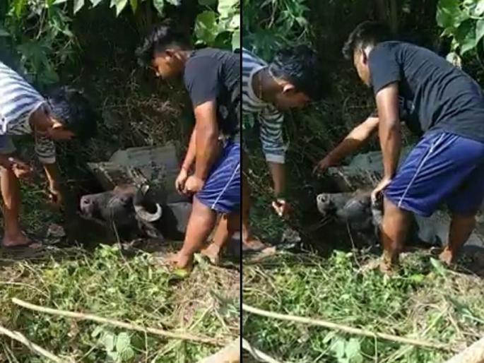 buffalo stuck in pit have been released by animal lovers | खड्ड्यात पडलेल्या म्हशीची तब्बल 4 तासांनंतर प्राणीमित्रांनी केली सुटका