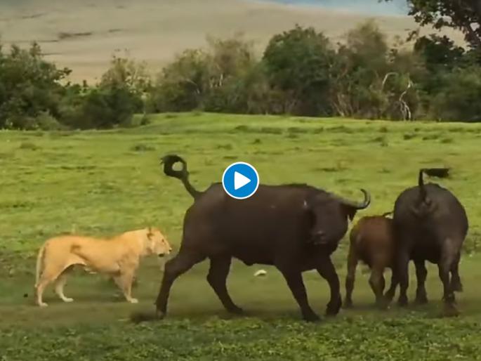buffalo threw lion in the air video goes viral on social media | Viral Video: हल्ला करणाऱ्या सिहांला म्हशीनं घडवली अशी अद्दल की जंगलाच्या राजाची दया येईल buffalo threw lion in the air video goes viral on social media | Viral Video: हल्ला करणाऱ्या सिहांला म्हशीनं घडवली अशी अद्दल की जंगलाच्या राजाची दया येईल
