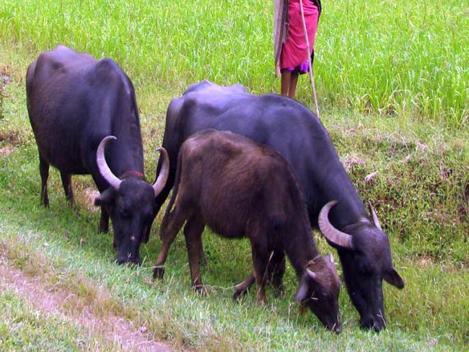 Buffalo smuggling left by mistake | भूल देऊन म्हशींच्या तस्करीचा डाव Buffalo smuggling left by mistake | भूल देऊन म्हशींच्या तस्करीचा डाव