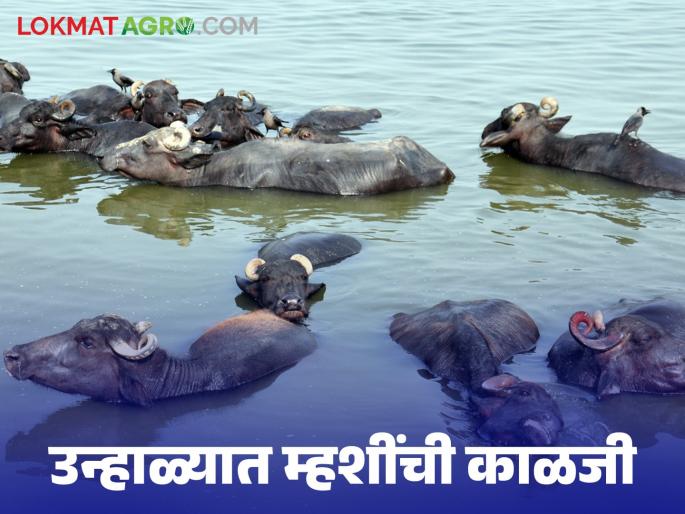 Why do buffaloes suffer from heat more than cows? How to manage | गाईपेक्षा म्हशींना उष्णतेचा त्रास जास्त होतो कशामुळे? कसे कराल व्यवस्थापन Why do buffaloes suffer from heat more than cows? How to manage | गाईपेक्षा म्हशींना उष्णतेचा त्रास जास्त होतो कशामुळे? कसे कराल व्यवस्थापन