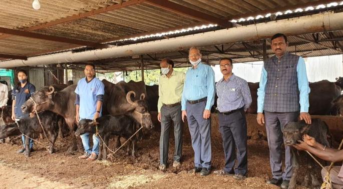 Successful experiment of female Buffalo breeding in Akola | म्हैस हवी की रेडा.....अकोल्यात मादी रेडके पैदाशीचा यशस्वी प्रयोग