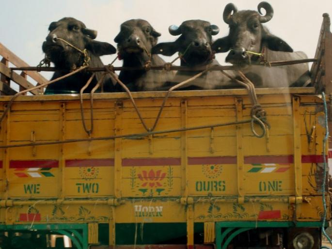 Demanding ransom by intercepting buffalo temps; Crime against eight persons | म्हशींचा टेम्पाे अडवत खंडणी मागितली; आठ जणांविरुद्ध गुन्हा Demanding ransom by intercepting buffalo temps; Crime against eight persons | म्हशींचा टेम्पाे अडवत खंडणी मागितली; आठ जणांविरुद्ध गुन्हा