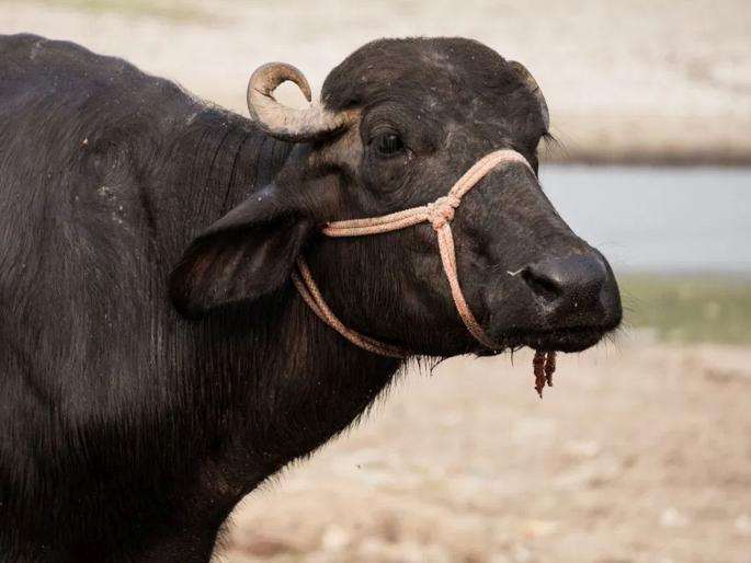 One buffalo, two suitors When the panchayat could not give justice, the dispute was resolved by the buffalo itself in uttar pradesh rampur | एक म्हैस, दोन दावेदार...! पंचायतीला करता आला नाही न्याय निवाडा, तेव्हा खुद्द म्हशीनंच सोडवला वाद One buffalo, two suitors When the panchayat could not give justice, the dispute was resolved by the buffalo itself in uttar pradesh rampur | एक म्हैस, दोन दावेदार...! पंचायतीला करता आला नाही न्याय निवाडा, तेव्हा खुद्द म्हशीनंच सोडवला वाद