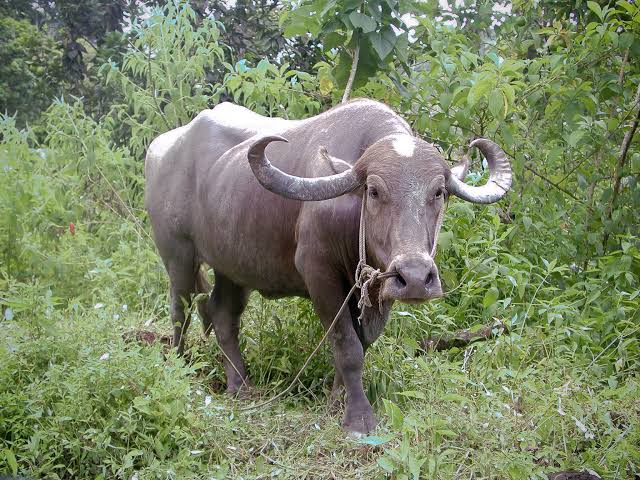 Two buffaloes were killed by lightning touch | वीजतारांच्या स्पर्शाने दोन म्हशी ठार Two buffaloes were killed by lightning touch | वीजतारांच्या स्पर्शाने दोन म्हशी ठार