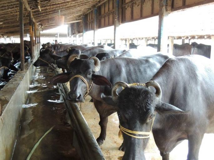 Economy for purchase of cow-buffaloes | गाय-म्हशींच्या खरेदीसाठी अर्थसाह्य Economy for purchase of cow-buffaloes | गाय-म्हशींच्या खरेदीसाठी अर्थसाह्य