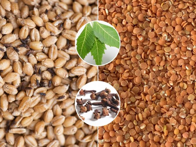how to get rid of insects and bugs in wheat, how to store wheat for long, simple trick to store gehu or wheat for long, proper method for the storage of wheat  | गहू, डाळींमध्ये बारीक किडे, अळ्या दिसू लागल्या? लगेचच करा ४ उपाय- धान्य वर्षभर राहील स्वच्छ