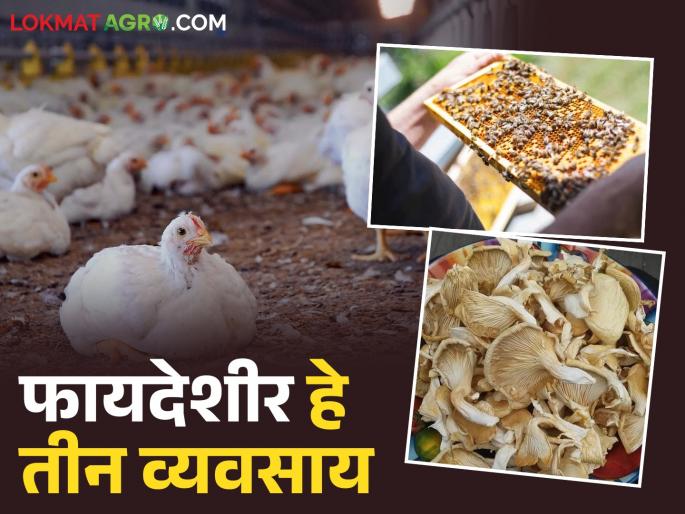 Latest News Buisiness Idea three farming businesses generate high profits in less space and at less cost Read in detail | Business Idea : असे व्यवसाय, जे कमी जागेत, कमी खर्चात जास्त नफा मिळवून देतात, वाचा सविस्तर 