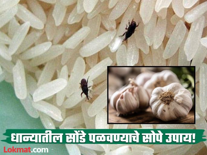 Tips to get rid off bugs from pulses and rice | डाळी-तांदळाला सोंडे लागले, डब्यांमध्ये 'या' गोष्टी ठेवाल तर धान्याला लागणार नाही कीड! Tips to get rid off bugs from pulses and rice | डाळी-तांदळाला सोंडे लागले, डब्यांमध्ये 'या' गोष्टी ठेवाल तर धान्याला लागणार नाही कीड!