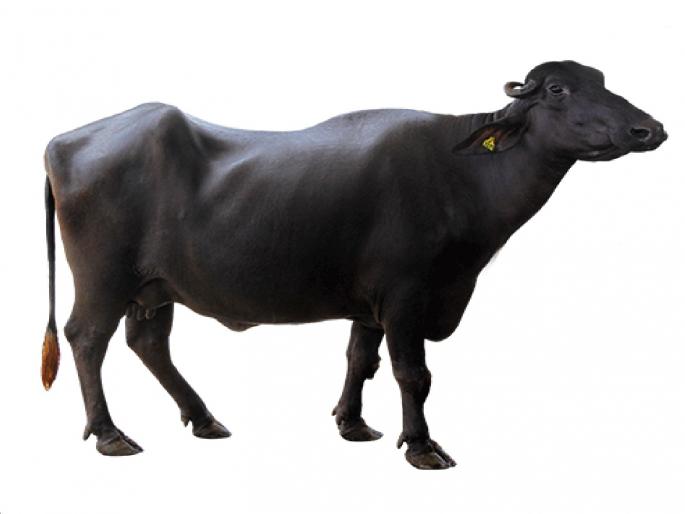 buffalo gave birth to an eight legged, five eared redku In the village of Banachiwadi in the Radhanagari taluka of Kolhapur district | आश्चर्यकारक! म्हशीनं दिला आठ पाय, पाच कानाच्या रेडकाला जन्म, कोल्हापुरातील 'या' गावातील घटना buffalo gave birth to an eight legged, five eared redku In the village of Banachiwadi in the Radhanagari taluka of Kolhapur district | आश्चर्यकारक! म्हशीनं दिला आठ पाय, पाच कानाच्या रेडकाला जन्म, कोल्हापुरातील 'या' गावातील घटना