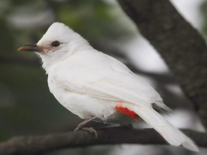 A rare white royal nightingale recorded in Satara district | निसर्गाची किमया; साताऱ्यात दुर्मीळ ‘श्वेत शाही बुलबुल’चे दर्शन! A rare white royal nightingale recorded in Satara district | निसर्गाची किमया; साताऱ्यात दुर्मीळ ‘श्वेत शाही बुलबुल’चे दर्शन!