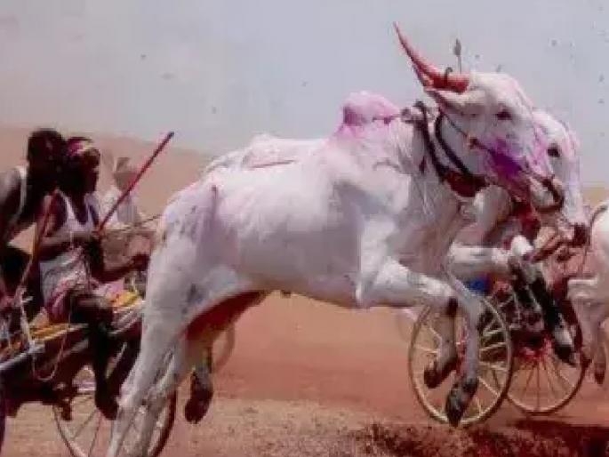 A young man died when a wheel ran over his stomach in a bullock cart race in satara | बैलगाडा शर्यतीत बैलाचा धक्का लागून खाली पडला, पोटावरून चाक गेल्याने तरुणाचा जीव गेला