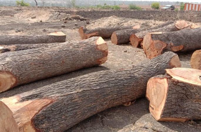 Forest department take action against illegal tree cutting | अवैध वृक्ष तोडीवर कारवाईसाठी वनविभागाला सापडला मुहुर्त Forest department take action against illegal tree cutting | अवैध वृक्ष तोडीवर कारवाईसाठी वनविभागाला सापडला मुहुर्त