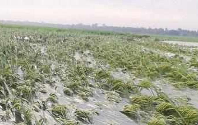 Buldana district's crop loss figures in bouquets | बुलडाणा जिल्ह्याचा पीक नुकसानाचा आकडा गुलदस्त्यात  Buldana district's crop loss figures in bouquets | बुलडाणा जिल्ह्याचा पीक नुकसानाचा आकडा गुलदस्त्यात