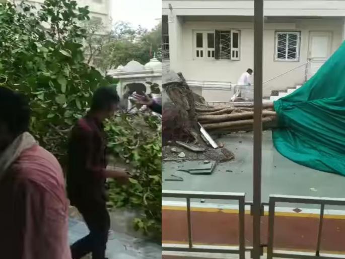 Buldhana: The banyan tree fell in the premises of Sri Sansthan. | बुलढाणा : श्री संस्थानच्या आवारातील वटवृक्ष कोसळला... Buldhana: The banyan tree fell in the premises of Sri Sansthan. | बुलढाणा : श्री संस्थानच्या आवारातील वटवृक्ष कोसळला...