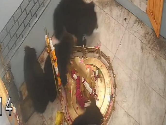 Bear in the temple of Dongarshevli | डोंगरशेवलीच्या मंदिरात अस्वलाचा वावर Bear in the temple of Dongarshevli | डोंगरशेवलीच्या मंदिरात अस्वलाचा वावर
